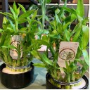 Драцена Бамбук (Dracaena sanderiana) 20 см - миниатюра