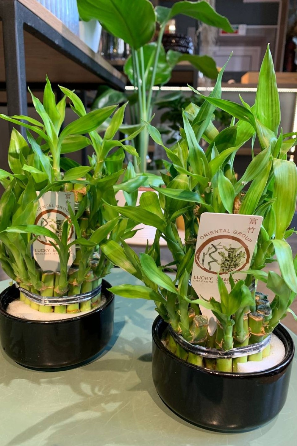 Драцена Бамбук (Dracaena sanderiana) 20 см