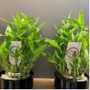 Драцена Бамбук (Dracaena sanderiana) 20 см - с доставкой по Минску - миниатюра