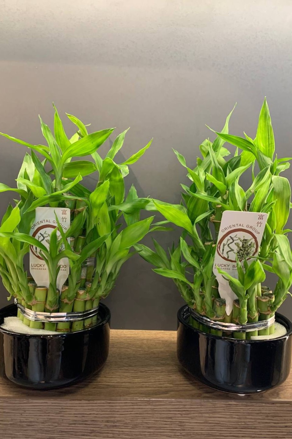 Драцена Бамбук (Dracaena sanderiana) 20 см - с доставкой по Минску