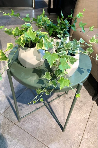 Хедера ампельная (Hedera)