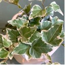 Хедера ампельная (Hedera) - с добавлением зелени - миниатюра 