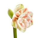 Амариллис Нимф - быстрая доставка в Минске - миниатюра