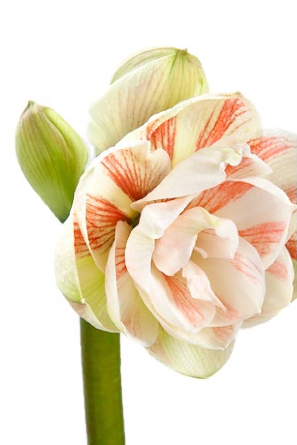 Амариллис Нимф - быстрая доставка в Минске