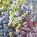 Букет из радужной гипсофилы Звездная пыль - с добавлением зелени - миниатюра 