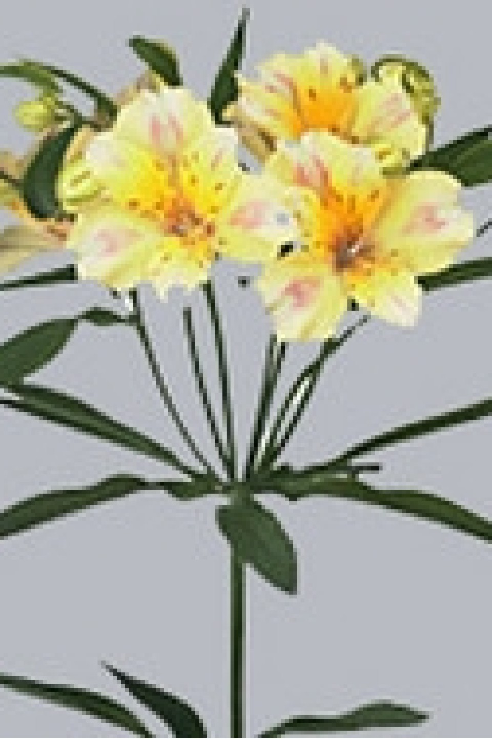 Альстромерия California