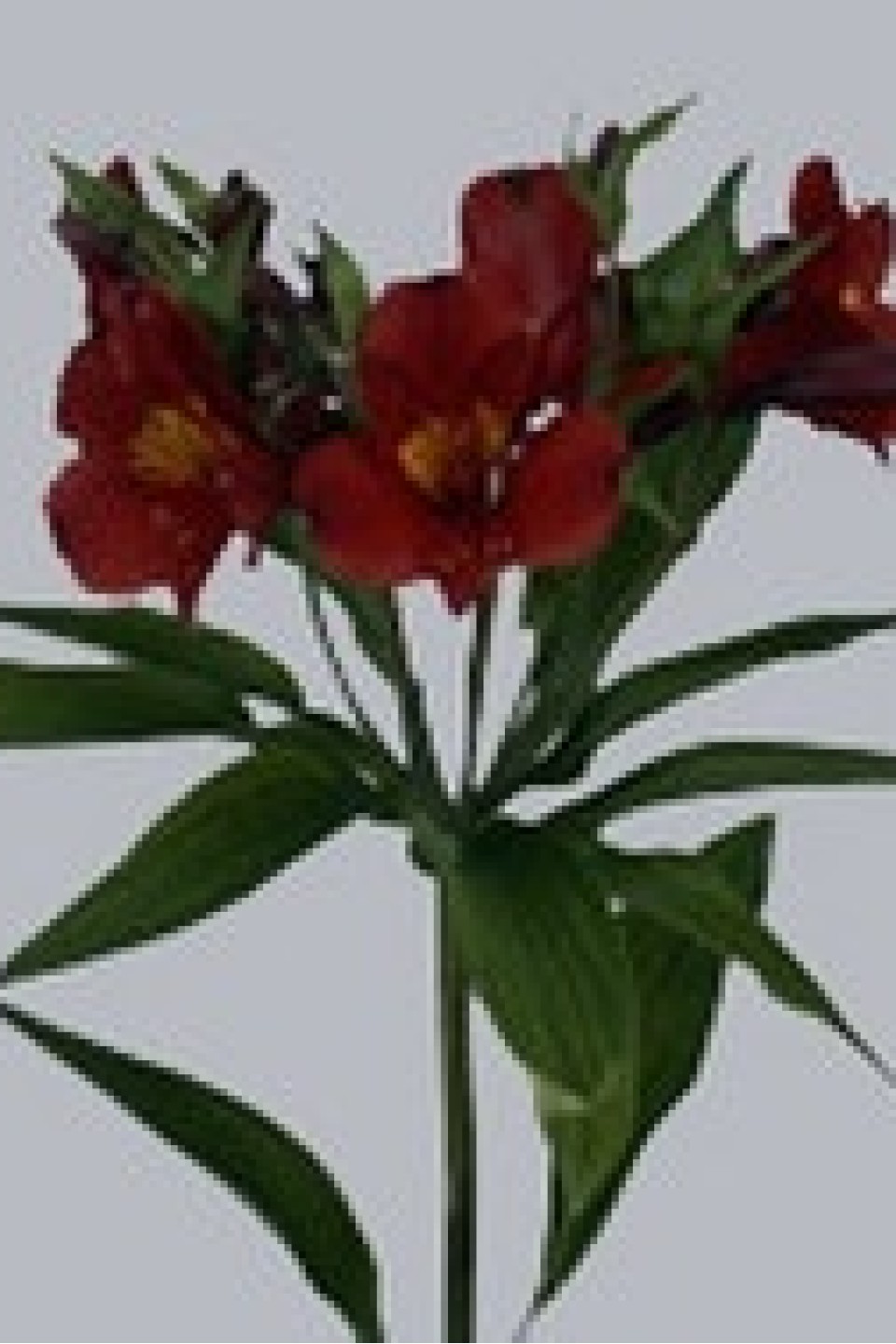 Альстромерия Tornado