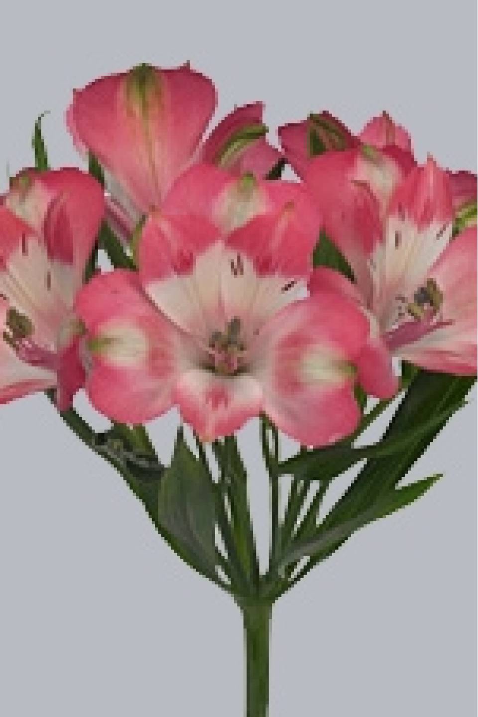 Альстромерия N-joy