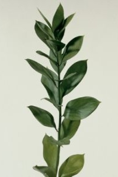 Ruscus