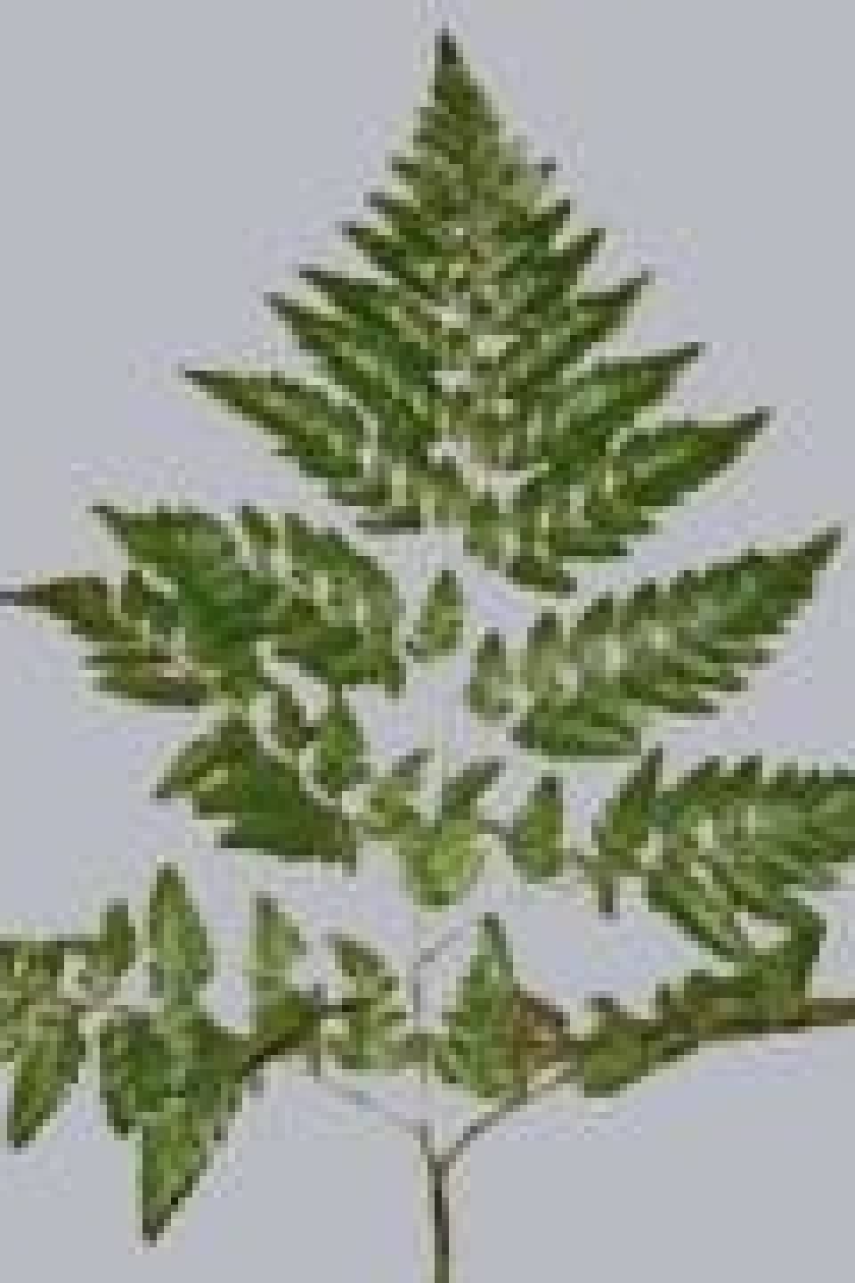 Ledervaren (Петрушка)