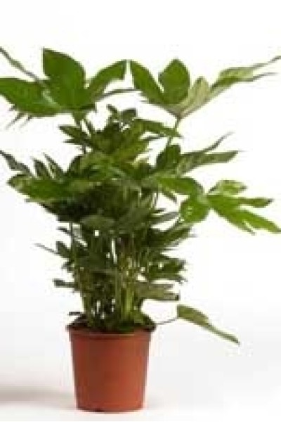 Fatsia Japonica (Фатсия Японика)