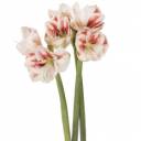 Амариллис Нимф - миниатюра