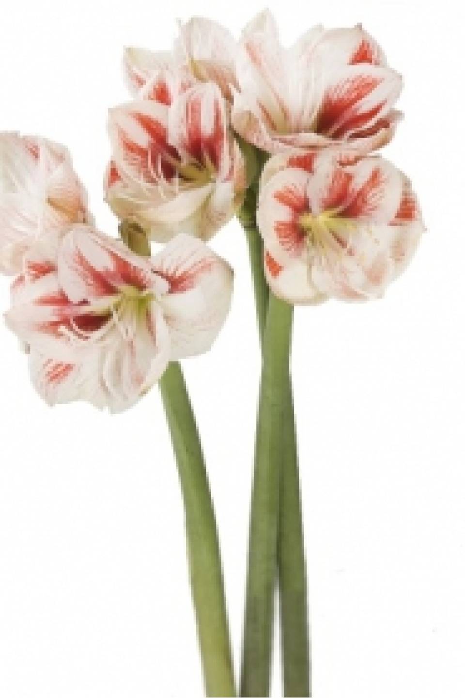 Амариллис Нимф