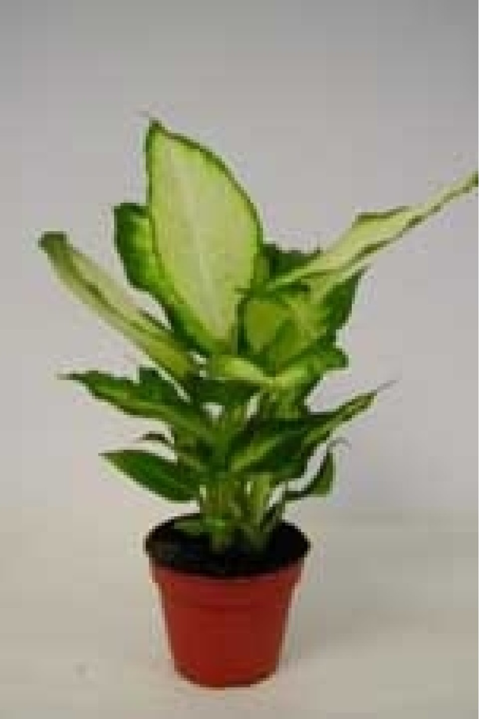 Dieffenbachia Camilla (Диффенбахия Камилла)