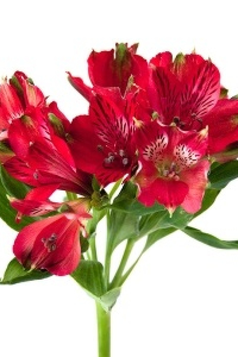 Альстромерия Granada