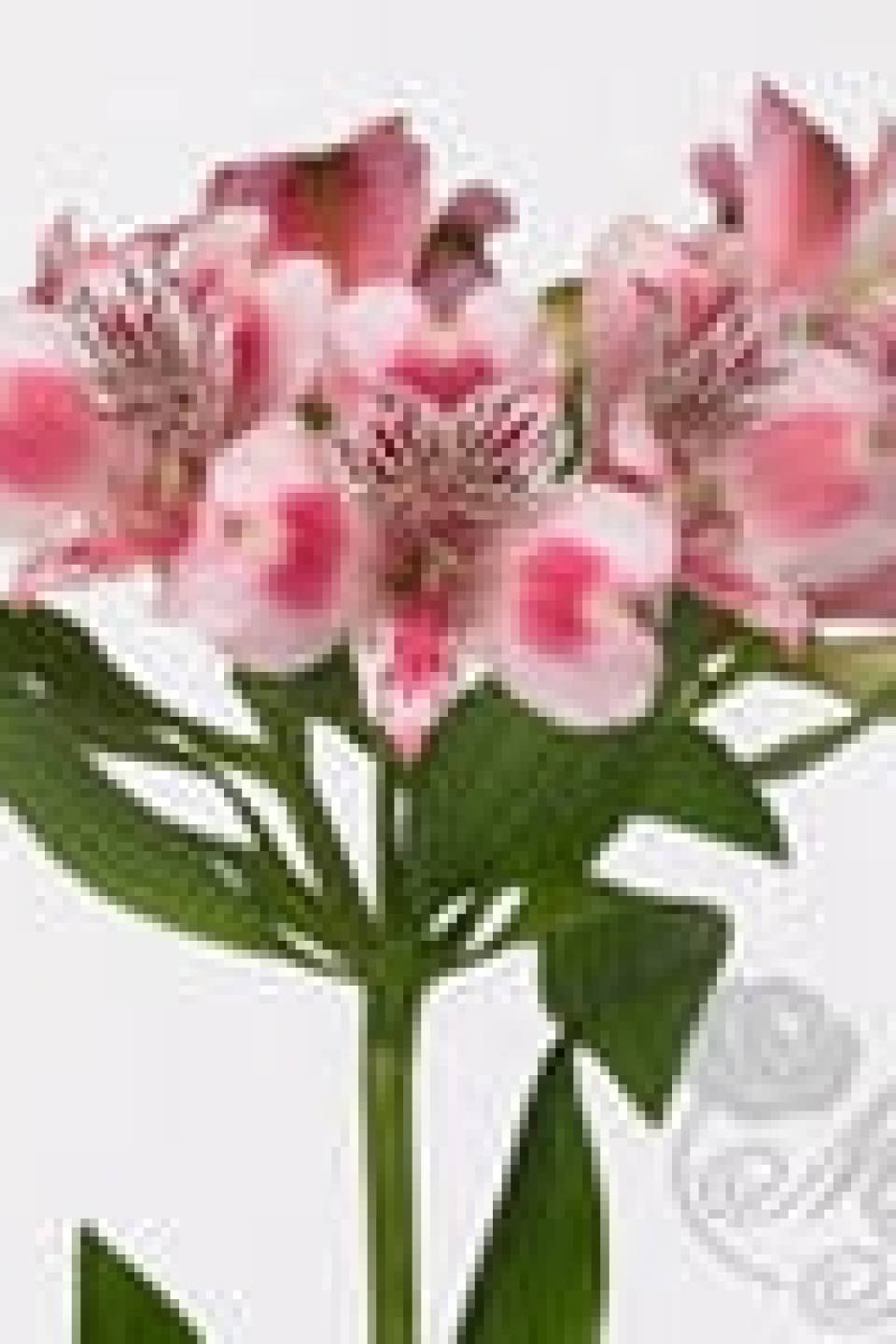 Альстромерия Panorama