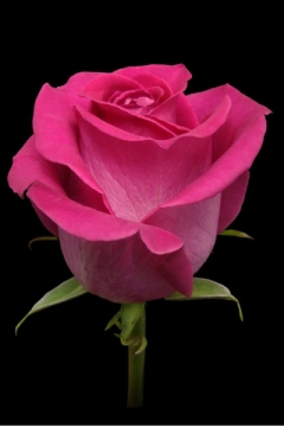 Роза Topaz (Топаз)