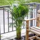 Дипсис желтоватый (Dypsis Lutescens Areca) - с доставкой по Минску - миниатюра