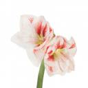 Амариллис Нимф - для женщины/молодой пары - миниатюра