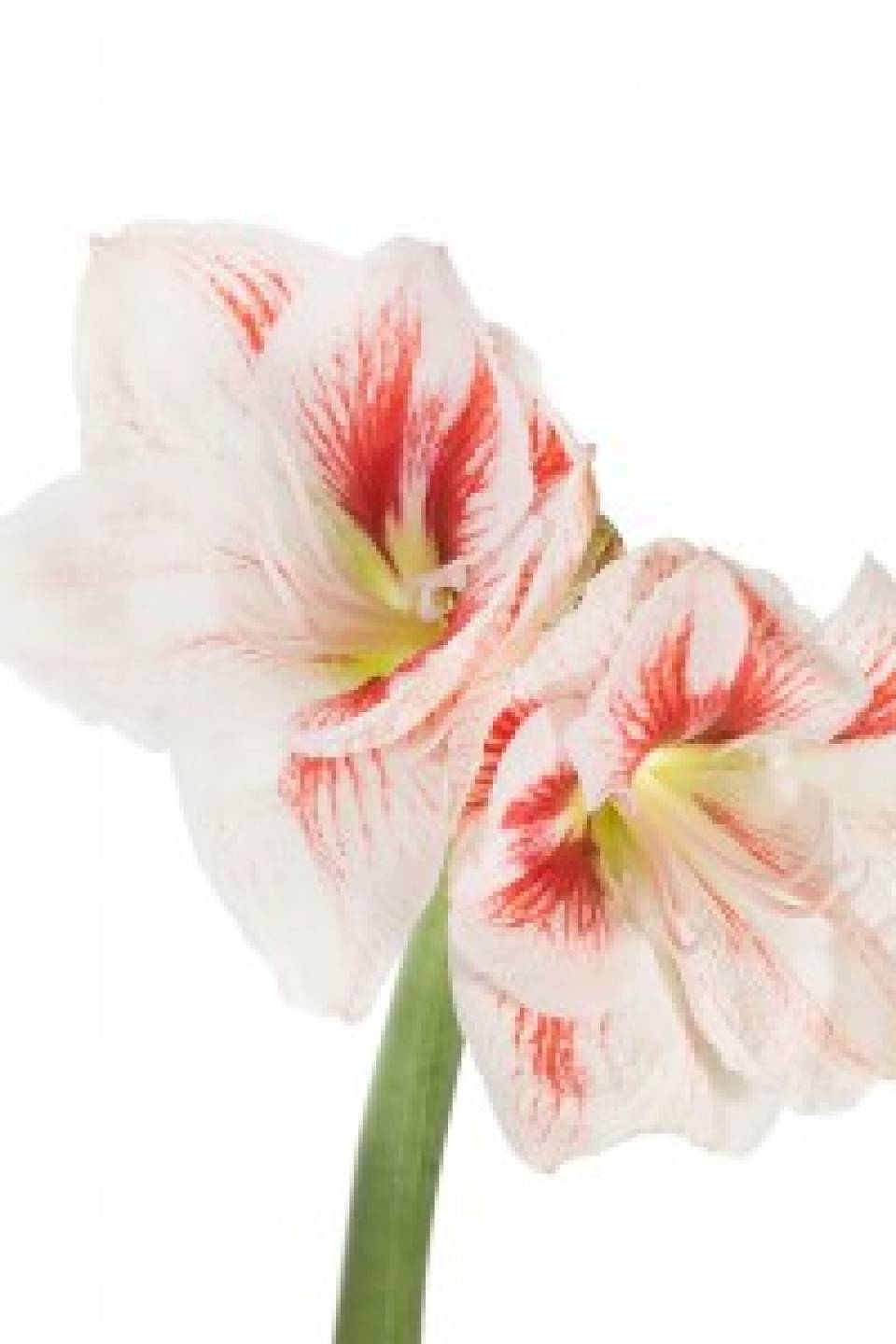 Амариллис Нимф - для женщины/молодой пары