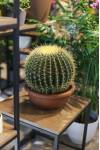 Кактус Грузони 17см