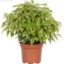 Фикус Кинки (Ficus benjamina) 30 см - с доставкой по Минску - миниатюра