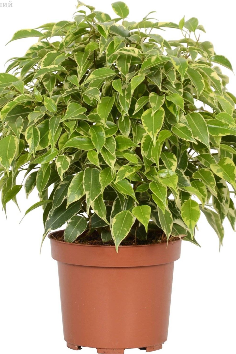 Фикус Кинки (Ficus benjamina) 30 см - с доставкой по Минску