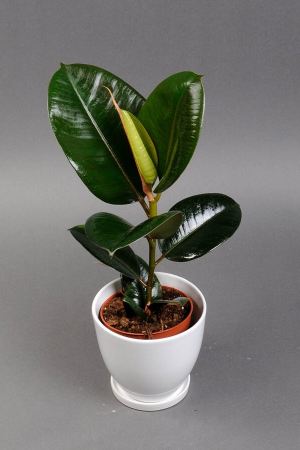 Фикус Робуста (Ficus Robusta) - с добавлением зелени