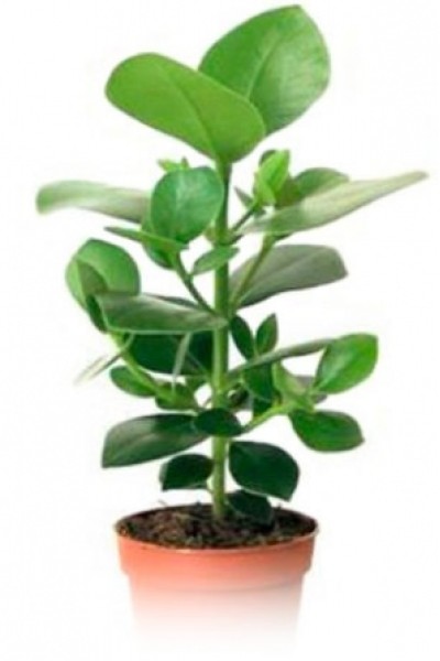 Клузия (Clusia rosea)