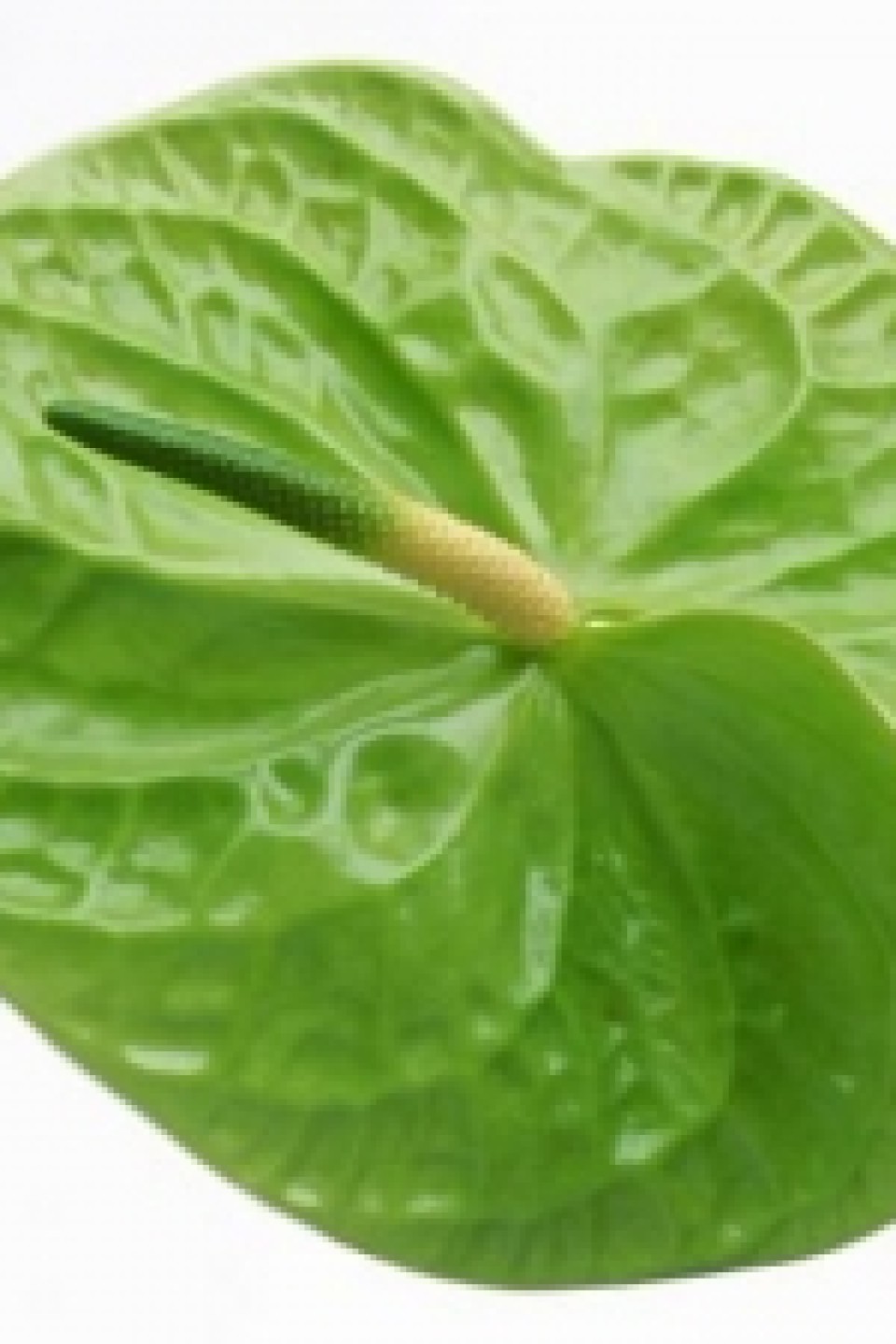 ЗЕЛЕНЫЙ АНТУРИУМ