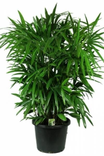 Рапис высокий (Rhapis Excelsa )