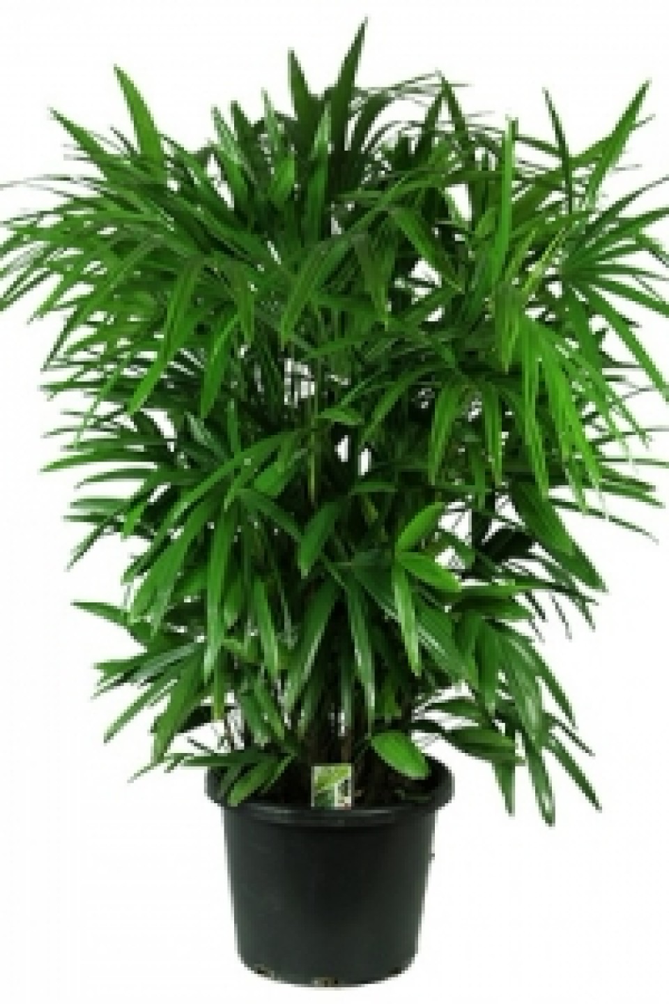 Рапис высокий (Rhapis Excelsa )