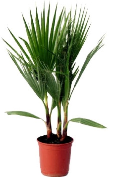 Вашингтония мощная (Washingtonia Robusta)