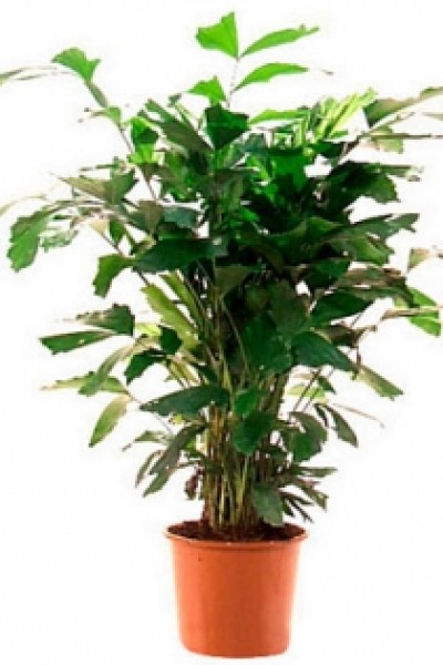 Кариота нежная (Caryota Mitis)
