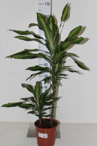 Драцена  Цинто(Dracaena Cintho)