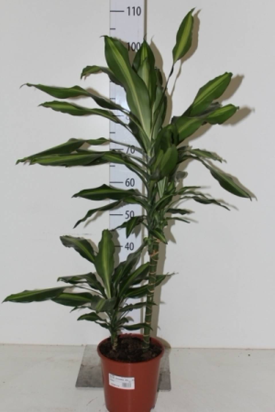 Драцена  Цинто(Dracaena Cintho)