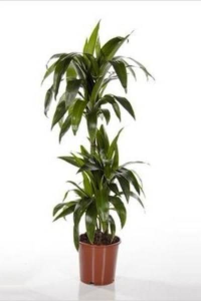 Драцена Лиза (Dracaena Lisa)