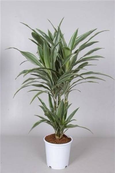 Драцена Варнески (Dracaena Warneckei)