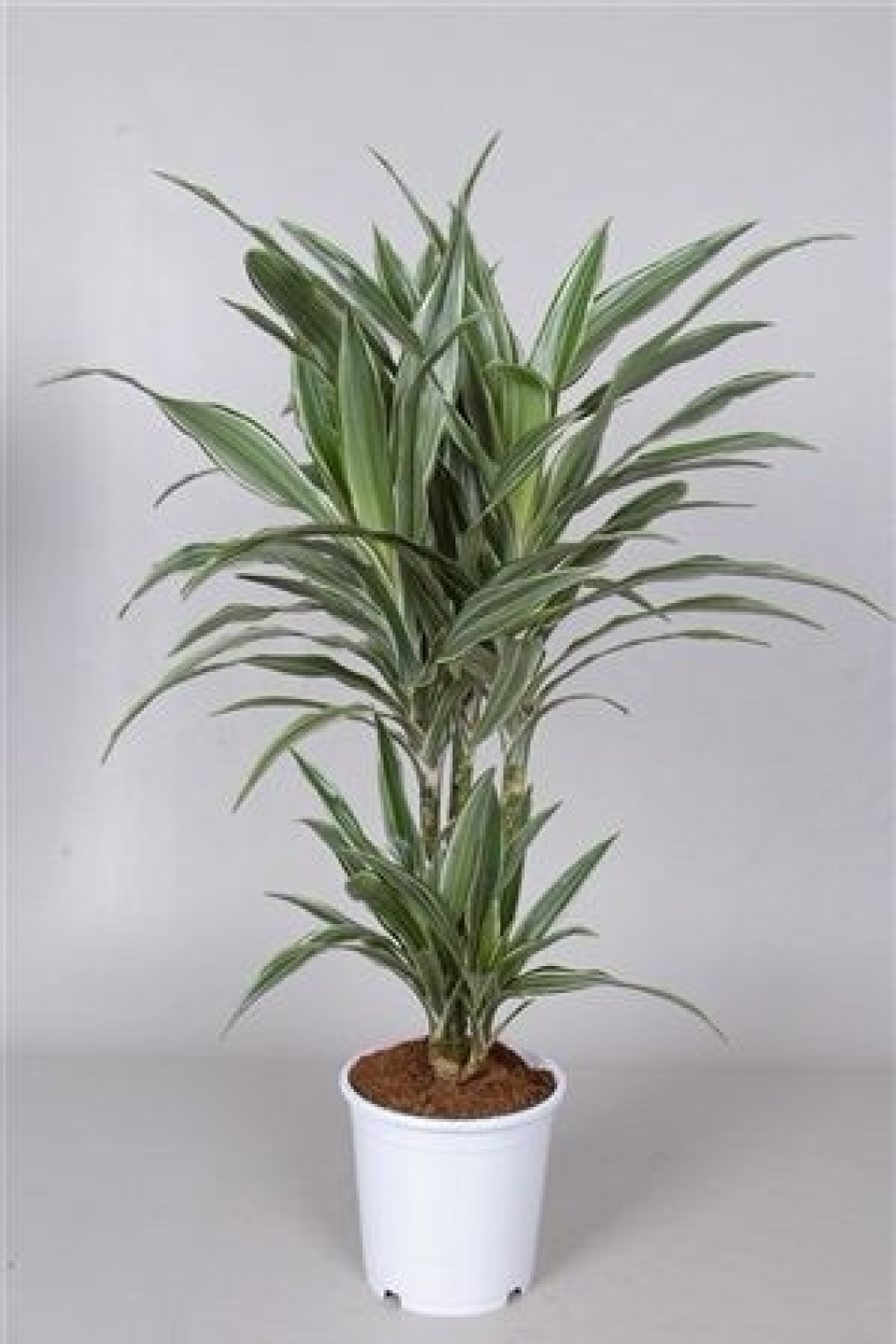 Драцена Варнески (Dracaena Warneckei)