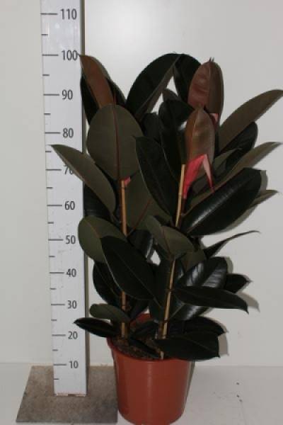 Фикус Абиджан (Ficus Abidjan)