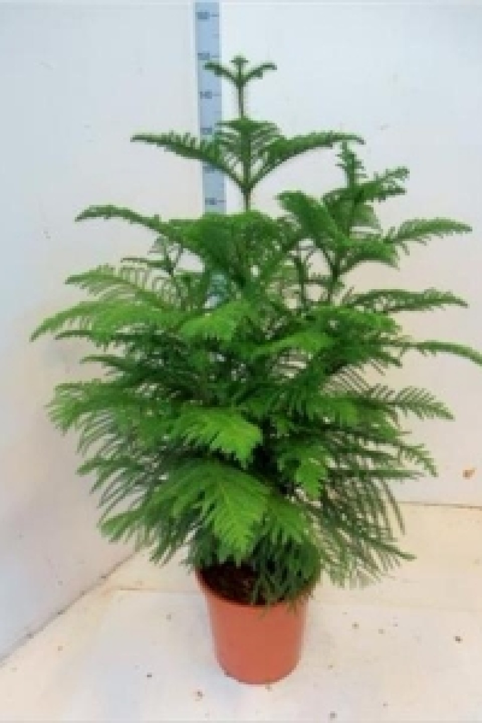 Араукария разнолистная (Araucaria Heterophylla)