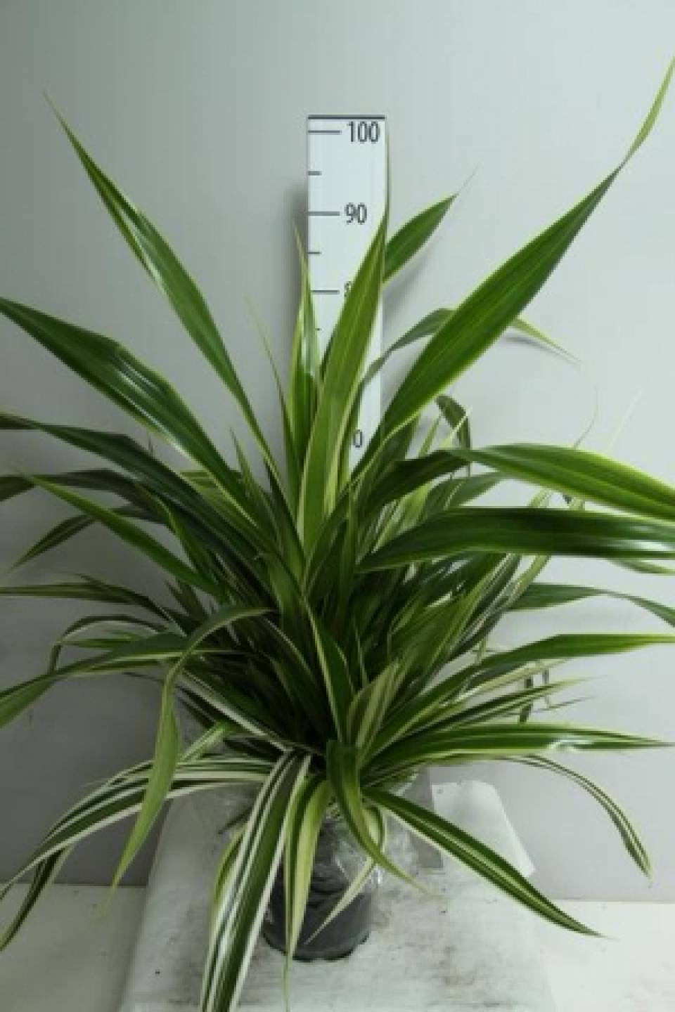 Панданус (Pandanus Veitchii)