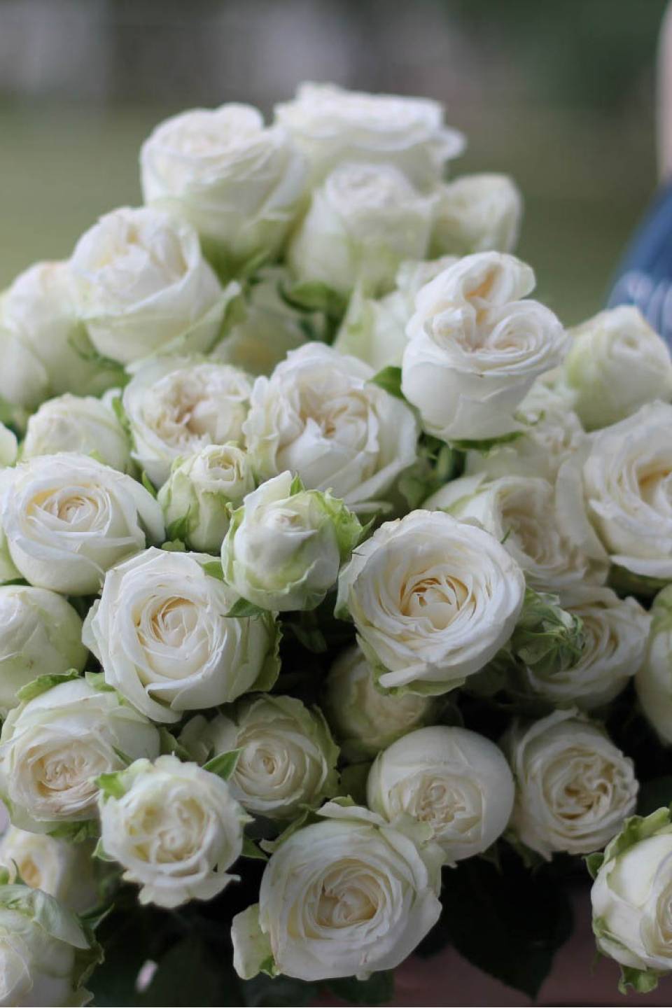 Кустовые розы Мисс Бомбастик (Miss Bombastic)