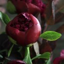 Пион Ред Шарм - миниатюра