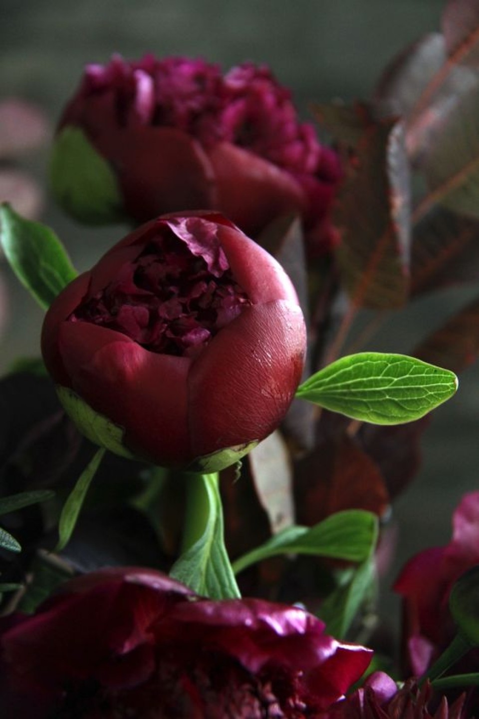 Пион Ред Шарм