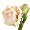 Амариллис Нимф - с добавлением зелени - миниатюра 