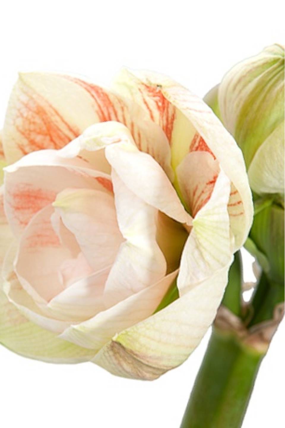 Амариллис Нимф - с добавлением зелени