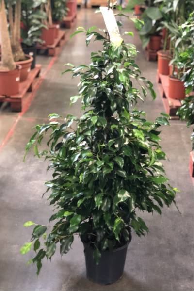 Фикус Бенджамина (Ficus benjamina)