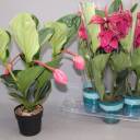 Мединилла (Medinella) 40-17 - с доставкой по Минску - миниатюра