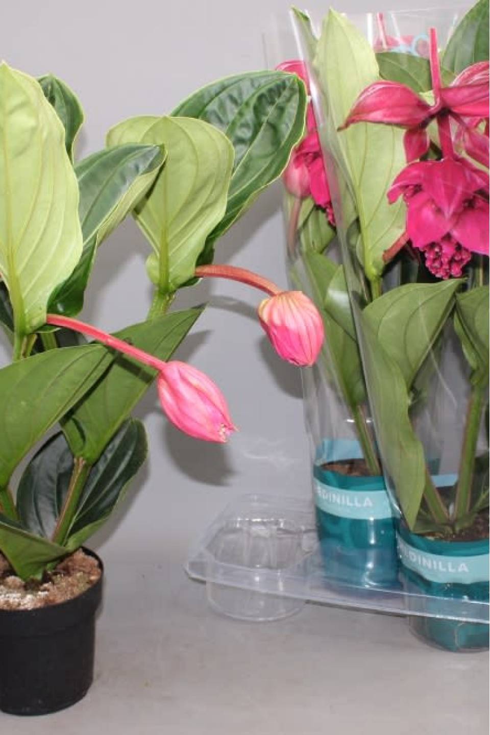 Мединилла (Medinella) 40-17 - с доставкой по Минску